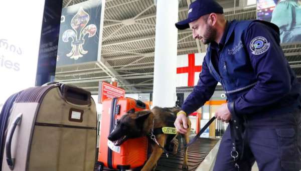 თბილისის აეროპორტში სპეციალურად გაწვრთნილი ძაღლის დახმარებით 500 გრამი მარიხუანა აღმოაჩინეს