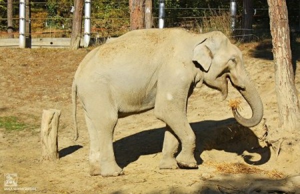 წარმატებული ოპერაციის შემდეგ, სპილო „გრანდი“ ნარკოზიდან გამოვიდა
