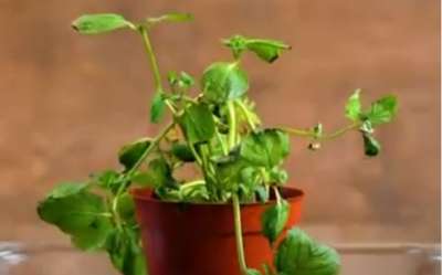 14 მარტივი ხერხი თუ როგორ გავახაროთ სახლის პირობებში მცენარეები - ვიდეო