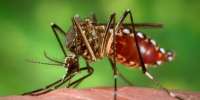 არიან თუ არა კოღოები COVID-19-ის გადამტანები?