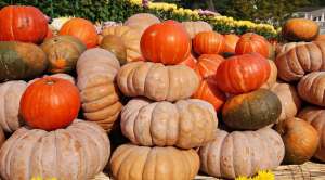 ამ მეთოდით გოგრა სრულად იხარშება და ვიტამინებსაც ინარჩუნებს