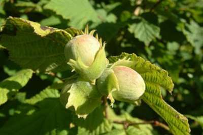 „ფაროსანა ისევ რჩება  პრობლემად“ - თხილის მწარმოებელთა ასოციაცია