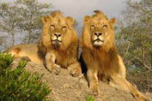 დანიის ზოოპარკი მტაცებლების გამოსაკვებად არასასურველ შინაურ ცხოველებს ითხოვს