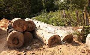 სატყეო სააგენტოს თანამშრომლებმა რაჭა-ლეჩხუმ ქვემო სვანეთში, წიფლის სახეობის საშეშე მერქნის უკანონო მოპოვების ფაქტი გამოავლინეს